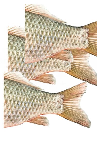 Fish Tail - Retail/Bulk  (1 lb)