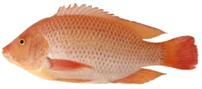 Fresh Water Fish (lb)