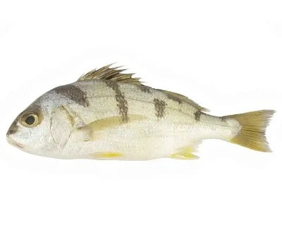 Fish Grunt - Retail / Bulk (1 lb)