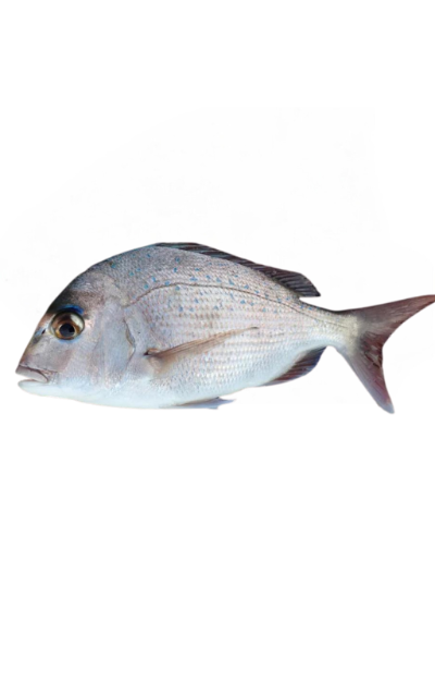 Fish Snapper Rock - Retail/Bulk (1 lb)