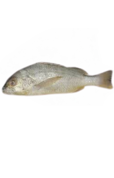 Fish Snapper Silver -  Retail / Bulk (1 lb)
