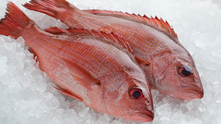 Red Snapper Fish